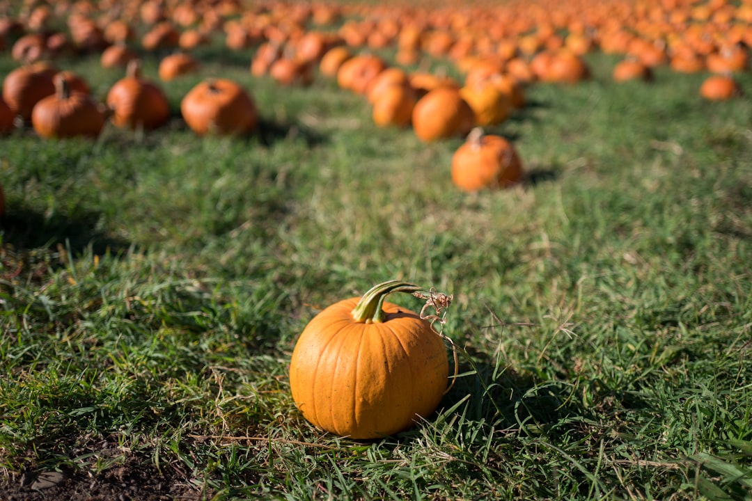 Photo Pumpkins, field